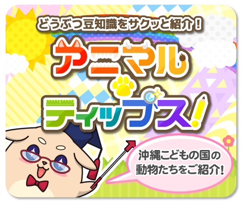 沖縄こどもの国　アニマルティップス