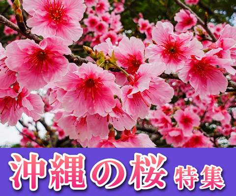 沖縄の桜特集