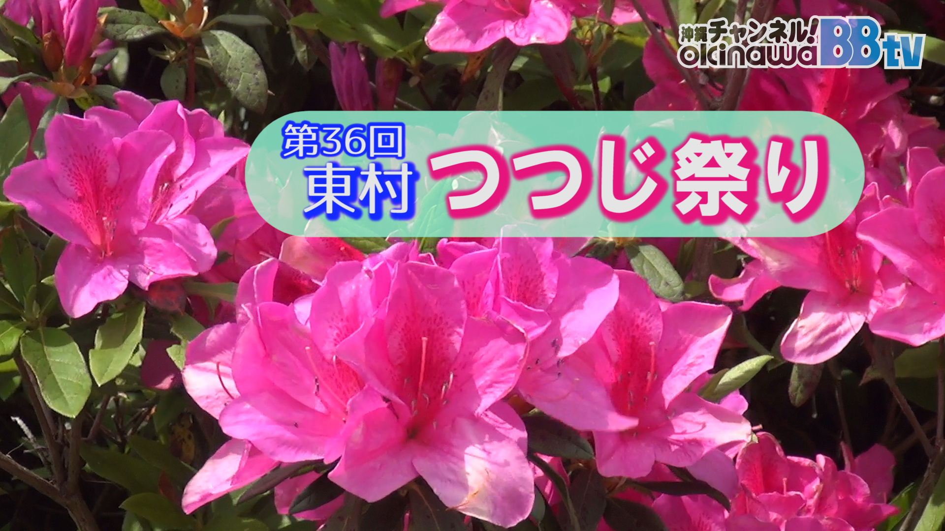 幻想的な つつじ も楽しめる 第36回東村つつじ祭り 幻想的な つつじ も楽しめる 第36回東村つつじ祭り