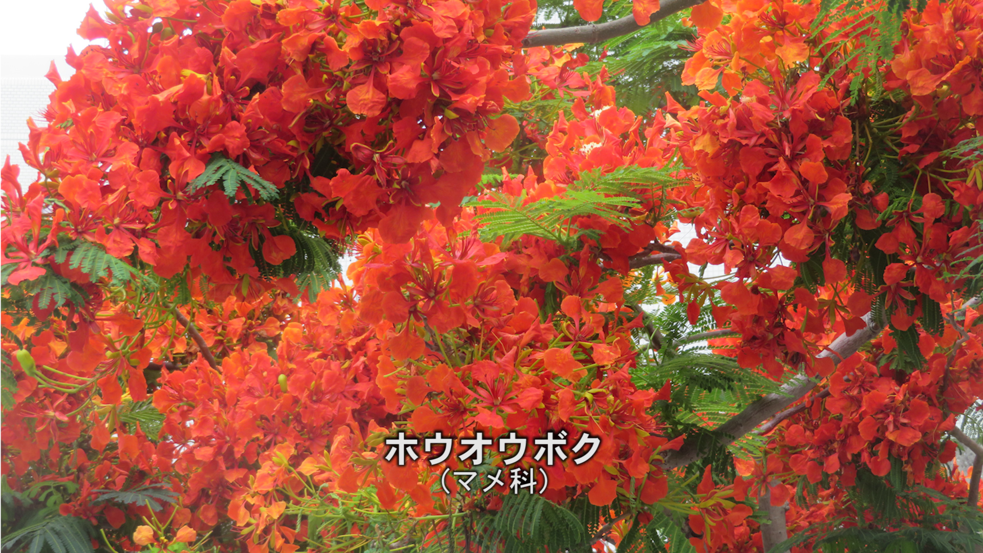 うりずんの季節到来 沖縄で咲き誇る花々 うりずんの季節到来 沖縄で咲き誇る花々