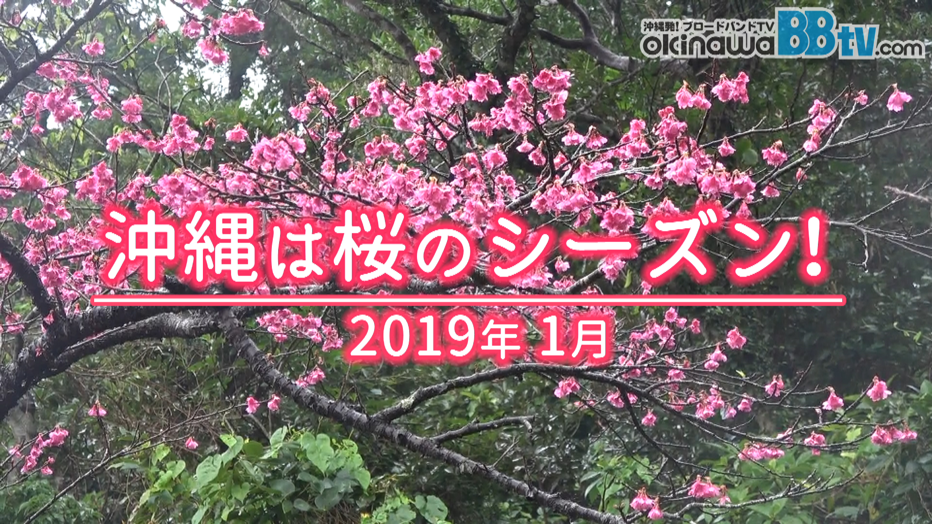 1月 沖縄は桜のシーズン 1月 沖縄は桜のシーズン