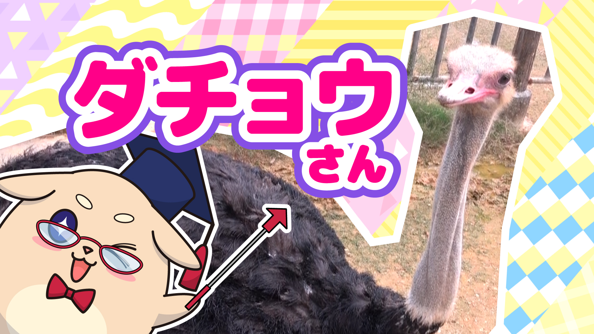 第5回 アニマルティップス 人類の希望 ダチョウさん 第5回 アニマルティップス 人類の希望 ダチョウさん