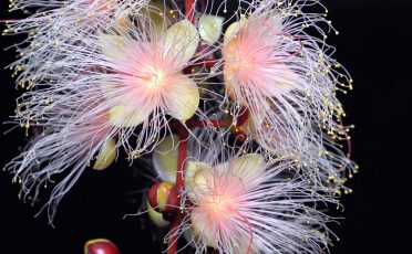 沖縄の花 22年 名護市仲尾区のサガリバナ